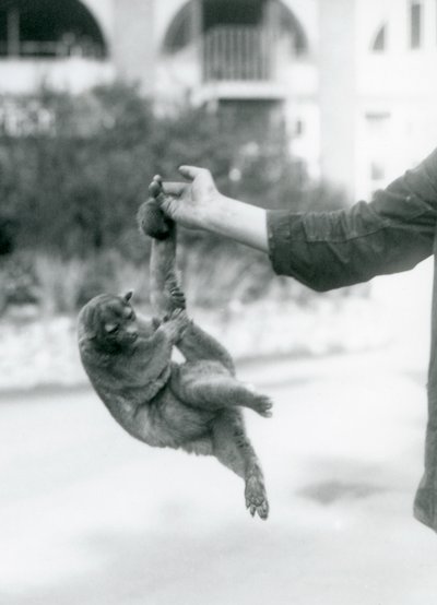 En kinkajou suspenderet fra en målmandsfinger ved sin gribehale, London Zoo, september 1925 af Frederick William Bond