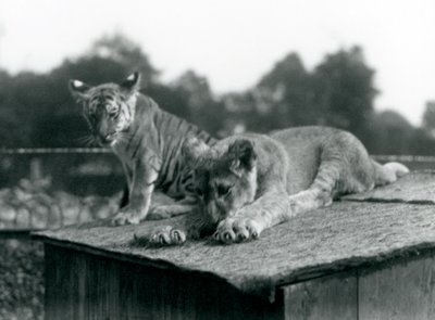En løve og en tigerunge sidder sammen på taget af deres hule, London Zoo, september 1925 (s/h foto) af Frederick William Bond