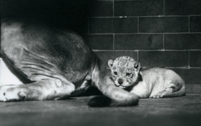 En løveunge lægger sig bag sin mors hale, London Zoo, oktober 1925 af Frederick William Bond
