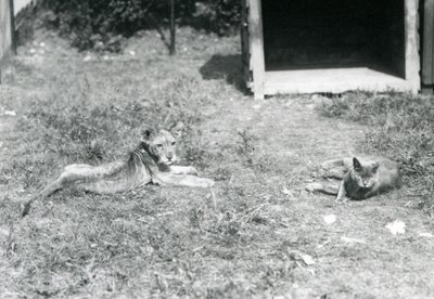 En løveunge liggende på en græsplæne, nær en åben trækasse, med en huskat, London Zoo, juli 1925 af Frederick William Bond