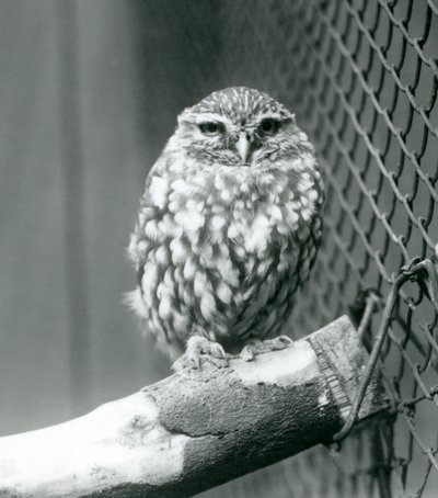 En lille ugle sidder på en gren ved siden af trådnettet i dens indhegning, London Zoo, november 1925 af Frederick William Bond