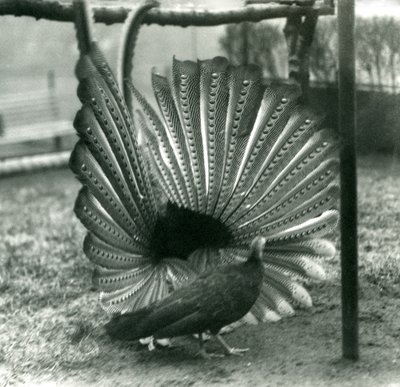 En han Argus Pheasant Great Argus frieri med en kvinde ved siden af ham, London Zoo, januar 1926 af Frederick William Bond