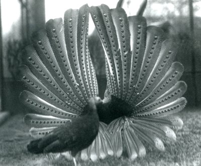 En han Argus Pheasant Great Argus frieri med en kvinde ved siden af ham, London Zoo, januar 1926 af Frederick William Bond