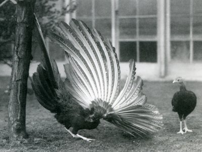 En han Argus Fasan, eller Great Argus, viser sine vinge- og halefjer, mens en hun står foran ham, London Zoo, januar 1926 af Frederick William Bond