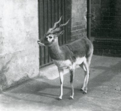 En sortbuk han står i sit indhegning i London Zoo i juni 1925 af Frederick William Bond