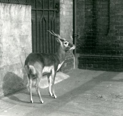En sortbuk han står i sit indhegning i London Zoo i juni 1925 af Frederick William Bond