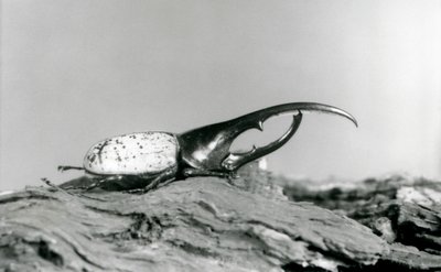 En mandlig Hercules Beetle hviler på bark i London Zoo af Frederick William Bond