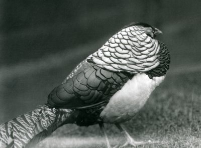 En mandlig Lady Amhersts Fasan, stående på græs, London Zoo af Frederick William Bond