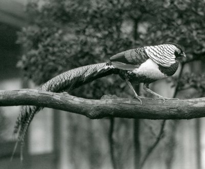 En mandlig Lady Amhersts Fasan, der går langs en vandret gren i London Zoo i 1926 af Frederick William Bond