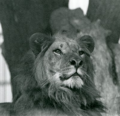 En hanløve i London Zoo i 1929 (s/h-billede) af Frederick William Bond