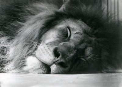 En hanløve sover i sin indhegning i London Zoo i 1924 af Frederick William Bond
