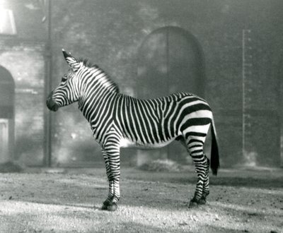 En mandlig Mountain Zebra x Hartmanns Mountain Zebra stående i sin fold i London Zoo i september 1927 af Frederick William Bond