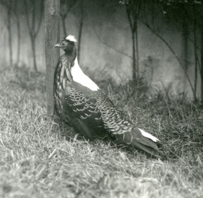 En mandlig Swinhoes-fasan i London Zoo, september 1923 af Frederick William Bond