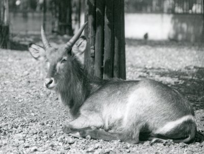En vandbuk han, Kobus ellipsiprymnus, sidder i sin indhegning i London Zoo, 1920