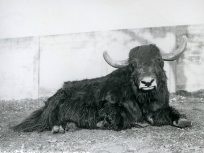 En mandlig Yak liggende i sin indhegning i London Zoo i 1928 (s/h foto) af Frederick William Bond