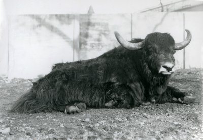 En mandlig Yak liggende i sit indhegning i London Zoo i august 1928 (s/h foto) af Frederick William Bond