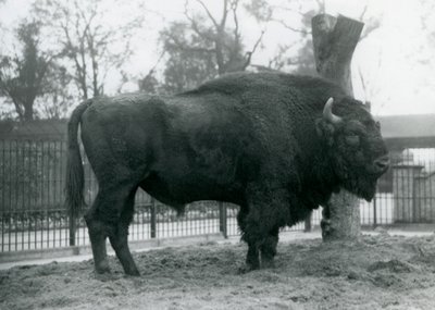 En europæisk bison hane stående på græsset i sin fold. London Zoo, oktober 1927. De sårbare europæiske bisoner er også kendt som Wisent eller European Wood Bison. af Frederick William Bond