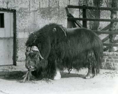 En moden tyr Moskusokse, også stavet Moskusokse og Moskusokse stående, spiser i sin fold i London Zoo i 1931 (s/h foto) af Frederick William Bond