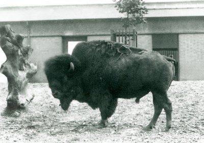 En næsten truet amerikansk Bison Buffalo-tyr stående i sin fold, London Zoo, 1927 af Frederick William Bond