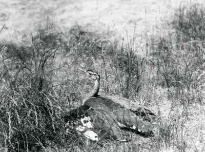 En næsten truet arabisk trappe spreder sine vinger tæt ved jorden i et stykke højt græs, London Zoo, juli 1925 af Frederick William Bond
