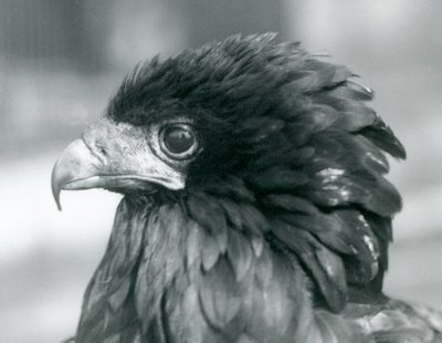 En næsten truet Bateleur-ørn i London Zoo i 1927 af Frederick William Bond