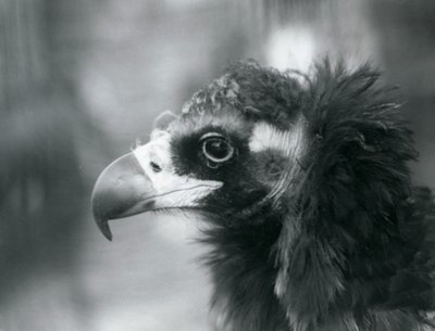 En næsten truet eurasisk sortgrib i London Zoo, 1927 af Frederick William Bond