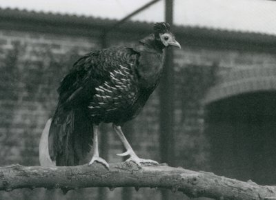 En nærmest truet Viellots-brandbæger, der står på en gren, London Zoo, 1927 af Frederick William Bond