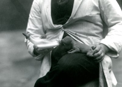 En nyfødt løveunge bliver flaskefodret af sin dyrepasser, London Zoo, 1923 af Frederick William Bond