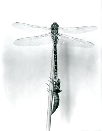 En nyligt opstået guldringet guldsmede tørrer sine vinger, mens den hviler på et siv over sin tomme larveskal eller exuvia, London Zoo, 1925 af Frederick William Bond
