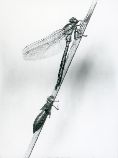 En nyligt opstået guldringet guldsmede hviler på et siv over sin tomme larveskal eller exuvia, London Zoo, 1925 af Frederick William Bond