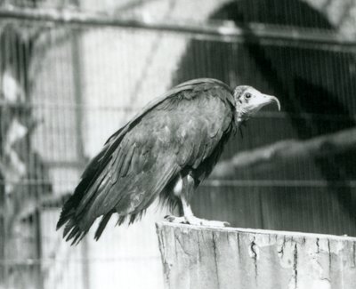 En nu kritisk truet hættegrib stående på en træstamme, London Zoo, september 1925 af Frederick William Bond