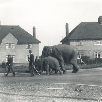 Et par indiske elefanter går fra Tilbury til ZSL Whipsnade af Frederick William Bond