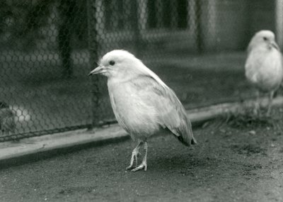 Et par Kagus, eller Cagous, stående på gulvet i deres indhegning i London Zoo, 1927 af Frederick William Bond