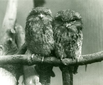 Et par Tawny Frogmouths sidder på en gren i London Zoo i 1924 af Frederick William Bond