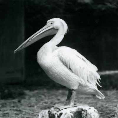 En pelikan stående på en træstub i London Zoo i september 1925 af Frederick William Bond