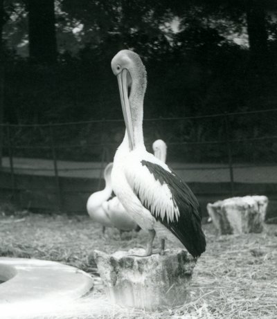 En pelikan, stående på en træstub, pudsede sin hals i London Zoo i september 1925 af Frederick William Bond