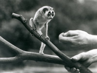 En slank loris stående på en gren holdt af en keeper, London Zoo, august 1926 af Frederick William Bond
