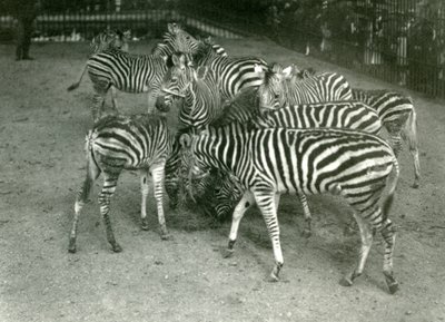 En lille flok Chapmans Zebra, inklusive unge, London Zoo i 1923 af Frederick William Bond