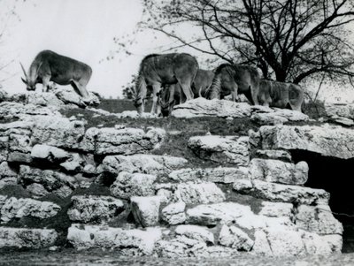 En lille flok almindelig eland græsser blandt klipperne i ElandAntelope Paddock i London Zoo i juni 1925 af Frederick William Bond