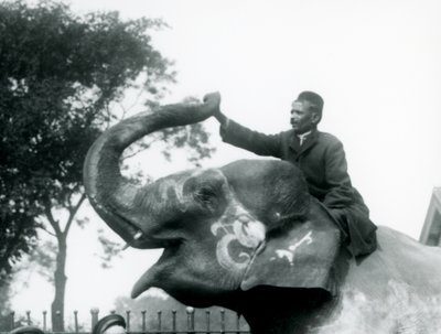 En træner, der sidder over halsen på en dekoreret indisk elefant, mens han rækker fremad for at holde enden af dens opadvendte snabel, London Zoo, 1927 af Frederick William Bond