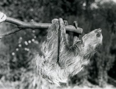 Et to-tået dovendyr hængende på en afskåret gren, som holdes af en dyrepasseren, London Zoo, september 1925 af Frederick William Bond