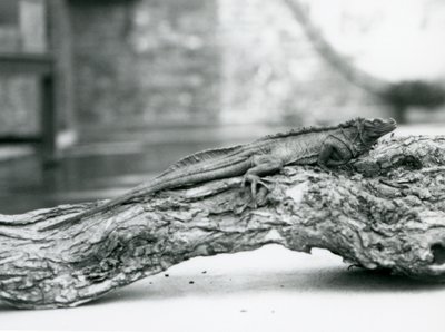 En sårbar Sailfin Lizard hviler på en træstamme i London Zoo i 1928 (s/h foto) af Frederick William Bond