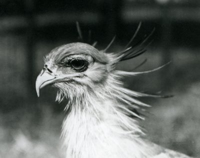 En sårbar Secretary Bird eller Secretarybird i London Zoo i 1928 (s/h foto) af Frederick William Bond