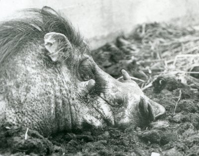 Et vortesvin hviler i mudder i London Zoo, 1927 af Frederick William Bond