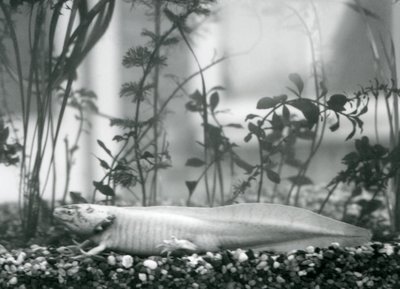 En hvid Axolotl / mexicansk salamander hviler på grus på gulvet i en tank i London Zoo i 1928 (s/h foto) af Frederick William Bond