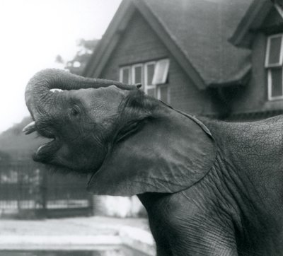 En ung afrikansk elefant med sin snabel hævet op på panden, London Zoo, august 1925 af Frederick William Bond