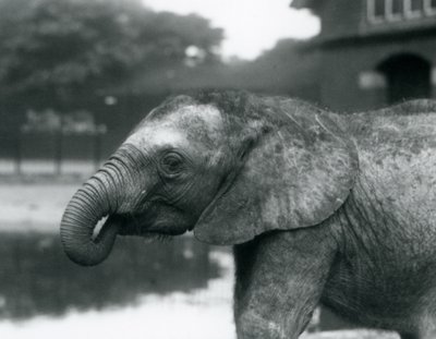 En ung afrikansk elefant med enden af sin snabel i munden, London Zoo, august 1925 af Frederick William Bond