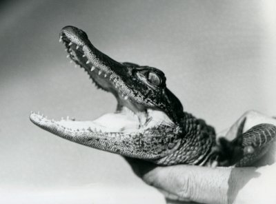 En ung alligator holdt om halsen af sin keeper, London Zoo, august 1928 (s/h foto) af Frederick William Bond