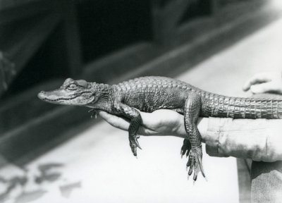 En ung Alligator holdt i hånden på sin keeper, London Zoo af Frederick William Bond