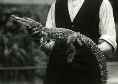 En ung amerikansk alligator holdt af sin keeper, London Zoo, 1924 af Frederick William Bond